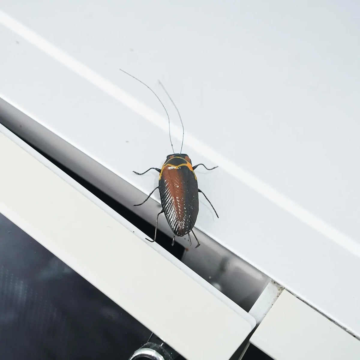 2-Piece Realistic Clay Cockroach Fridge Magnet Prank Set