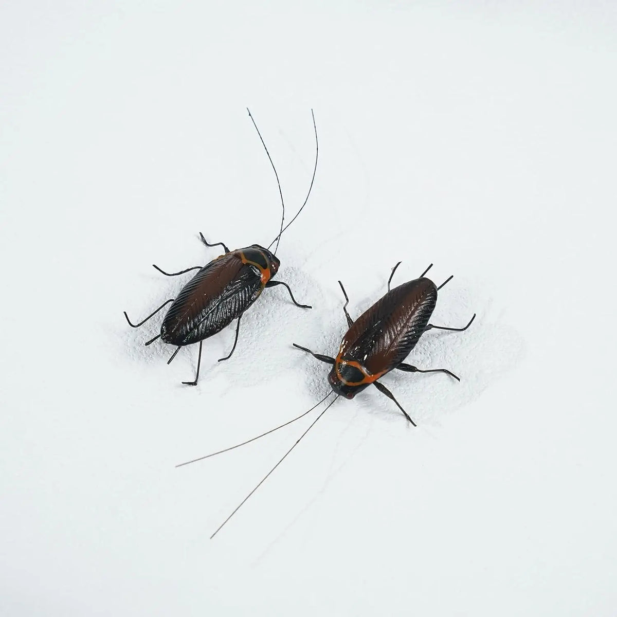 2-Piece Realistic Clay Cockroach Fridge Magnet Prank Set