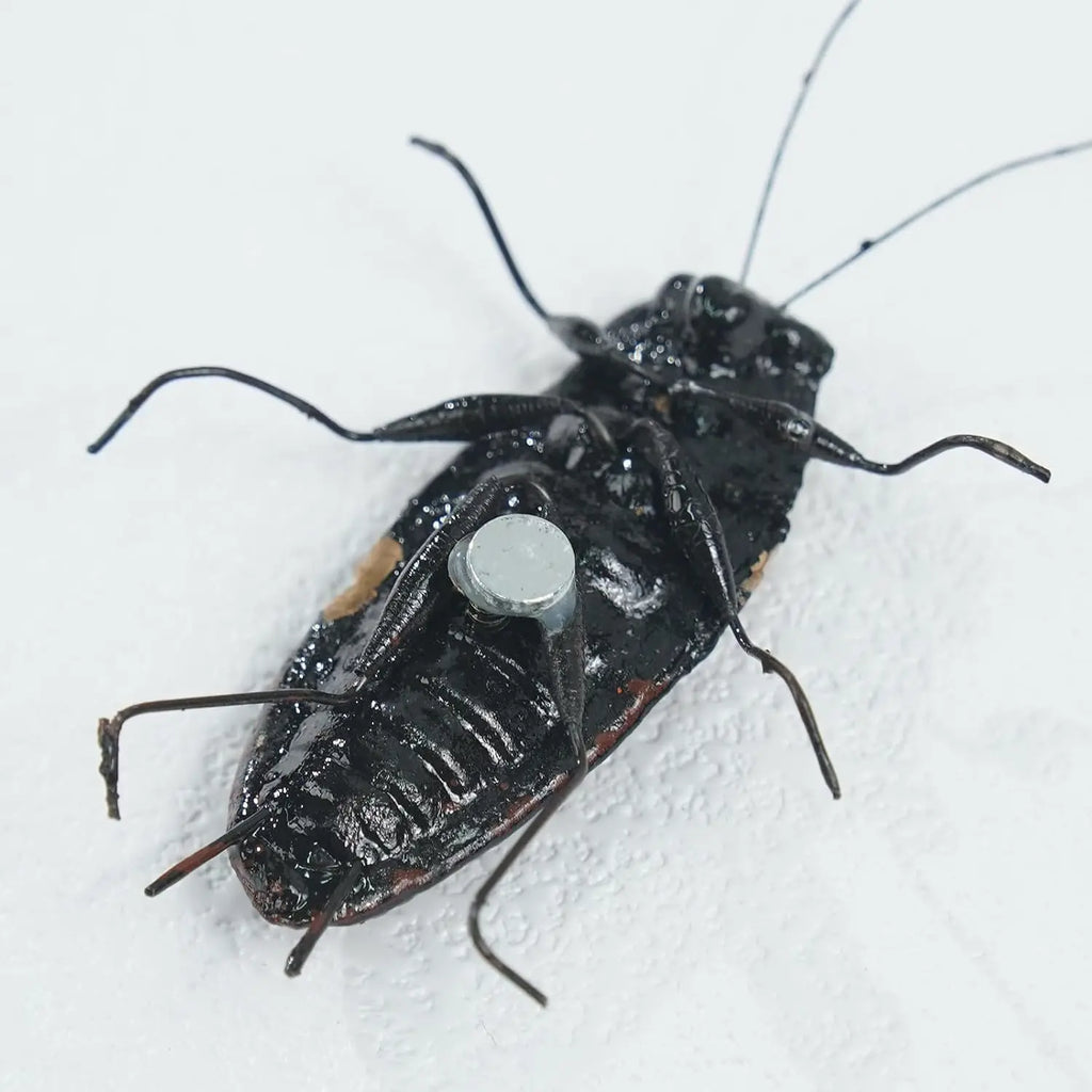 2-Piece Realistic Clay Cockroach Fridge Magnet Prank Set